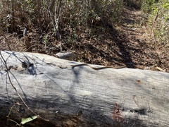 Thamnophis saurita saurita