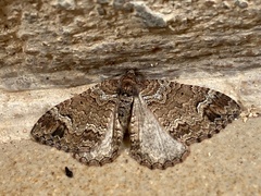 Catarhoe basochesiata