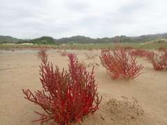 Salicornia meyeriana