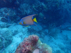 Holacanthus ciliaris