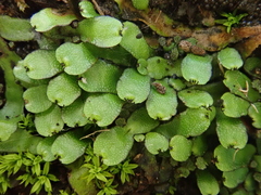 Targionia hypophylla