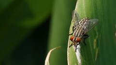 Sarcophaga aurifrons