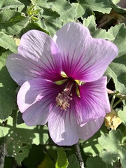 Malva subovata