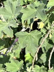 Malva subovata