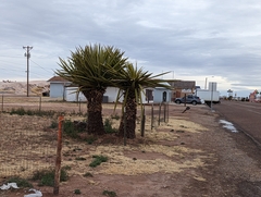Yucca faxoniana