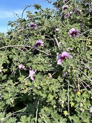Malva subovata