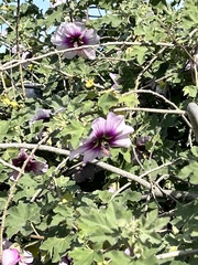 Malva subovata