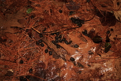 Odocoileus virginianus borealis