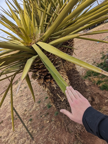 Image of Yucca faxoniana by (c) Connor Sites-Bowen, some rights reserved (CC BY)
