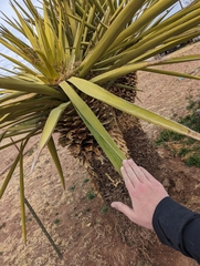 Yucca faxoniana