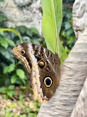 Caligo
