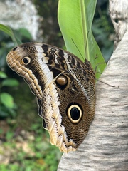 Caligo