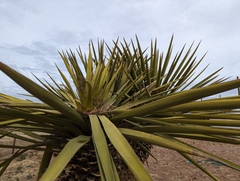 Yucca faxoniana