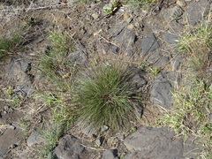 Enneapogon caerulescens