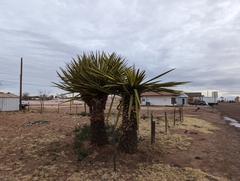 Yucca faxoniana