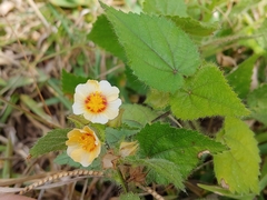 Sida urens