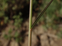 Enneapogon caerulescens