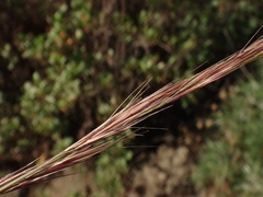 Enneapogon caerulescens