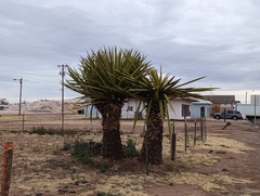 Yucca faxoniana