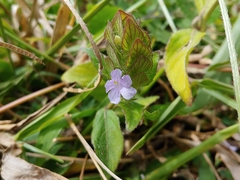 Ruellia blechum