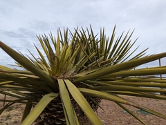Yucca faxoniana