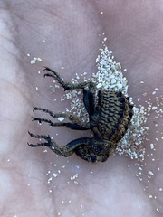 Brachycerus barbarus