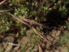 Enneapogon caerulescens