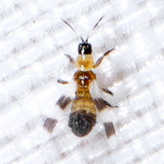 Aeolothrips collaris