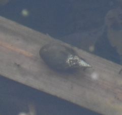 Lymnaea stagnalis