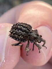 Brachycerus barbarus