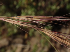 Enneapogon caerulescens
