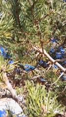 Pinus uncinata