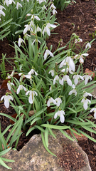 Galanthus nivalis
