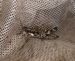 Booneacris glacialis