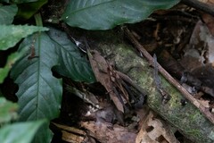 Colpolopha praemorsa