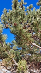 Pinus uncinata