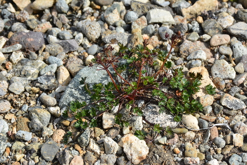 Image of Podistera macounii by no rights reserved