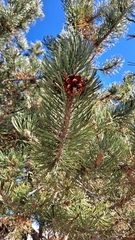 Pinus uncinata