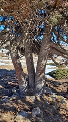 Pinus uncinata