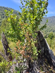 Ribes magellanicum