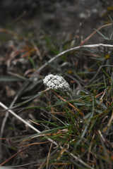 Lomatium gormanii