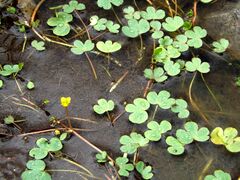 Ranunculus natans
