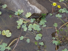Ranunculus natans