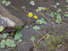 Ranunculus natans