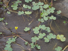 Ranunculus natans