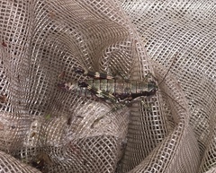 Booneacris glacialis