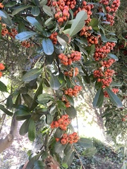 Pyracantha