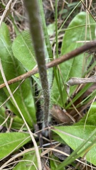 Hieracium megacephalon