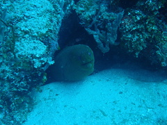 Gymnothorax funebris