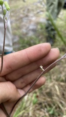 Hieracium megacephalon